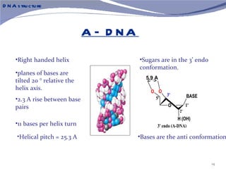 D N A s tru ctu re



                                A – D NA
     •Right handed helix                                 •Sugars are in the 3’ endo
                                                         conformation.
     •planes of bases are
                                                           5.9 A
     tilted 20 ° relative the O
     helix axis.                5'        2' BASE            O O
                                    O                               3'          BASE
     •2.3 A rise between base                 1'              5'
                                   3'       H (OH)                   O          1'
     pairs
                                  O                                        2'
                                                                           H (OH)
     •11 bases per helix turn                                   3' endo (A-DNA)
                                2' endo (3' exo) B-DNA
      •Helical pitch = 25.3 A                            •Bases are the anti conformation



                                                                                       14
 