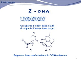 D N A s tru ctu re



                             Z – D NA
                     5’-GCGCGCGCGCGCG
                     3’-CGCGCGCGCGCGC

                     C: sugar is 2’-endo, base is anti
                     G: sugar is 3’-endo, base is syn




                Sugar and base conformations in Z-DNA alternate
                                                                  17
 