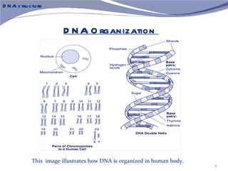 D N A s tru ctu re



                         D N A O rganization




             This image illustrates how DNA is organized in human body.
                                                                          5
 