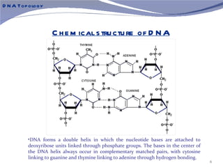 D N A Top ology



                   C h e m ical s tru ctu re of D N A




         •DNA forms a double helix in which the nucleotide bases are attached to
         deoxyribose units linked through phosphate groups. The bases in the center of
         the DNA helix always occur in complementary matched pairs, with cytosine
         linking to guanine and thymine linking to adenine through hydrogen bonding.
                                                                                         6
 