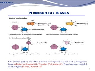 D N A Bas e s



                              N itroge nou s Bas e s




        •The interior portion of a DNA molecule is composed of a series of 4 nitrogenous
        bases: Adenine (A),Guanine (G), Thymine (T),Cytosine (C). These bases are classified
        into two types; Purines , Pyrimidines
                                                                                               8
 