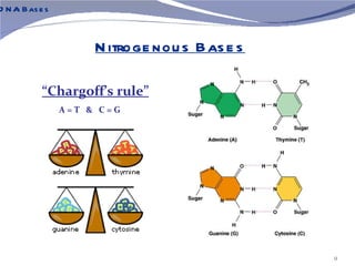 D N A Bas e s



                     N itroge nou s Bas e s

           “Chargoff’s rule”
                A=T & C=G




                                              9
 