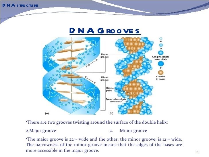 DNA structure DNA structure