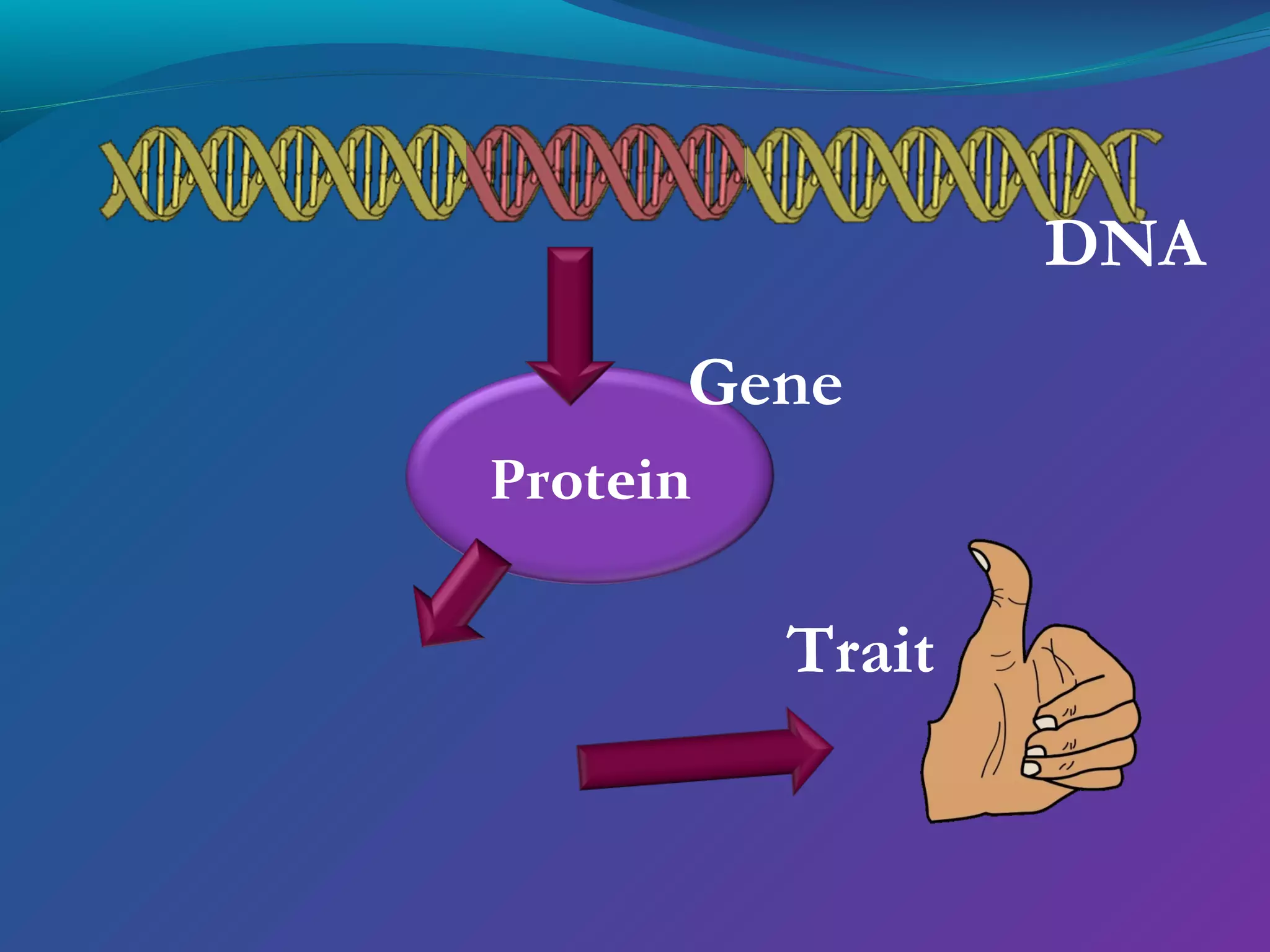 DNA
      Gene
Protein


          Trait
 