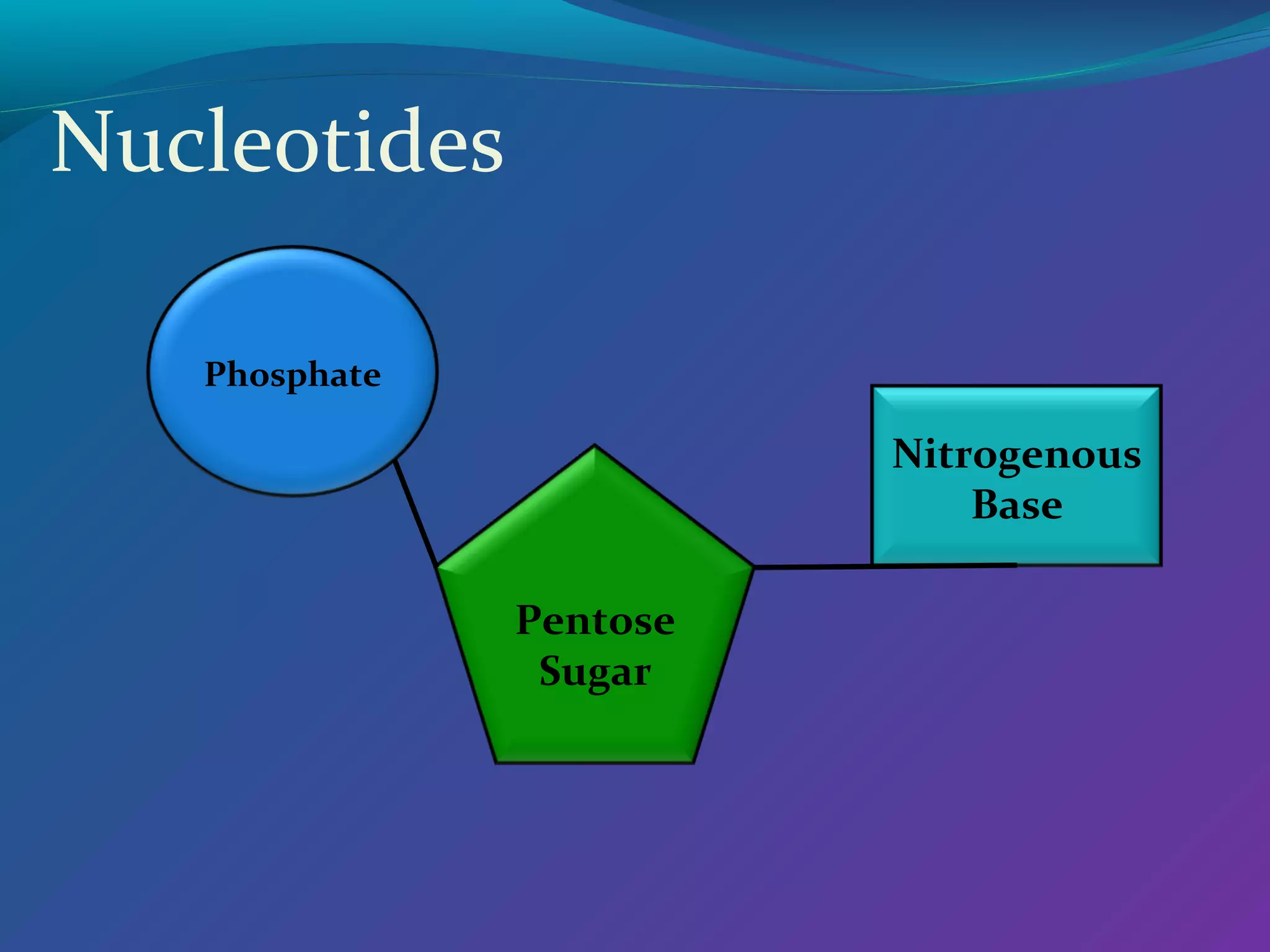 Nucleotides

   Phosphate

                         Nitrogenous
                             Base

               Pentose
                Sugar
 