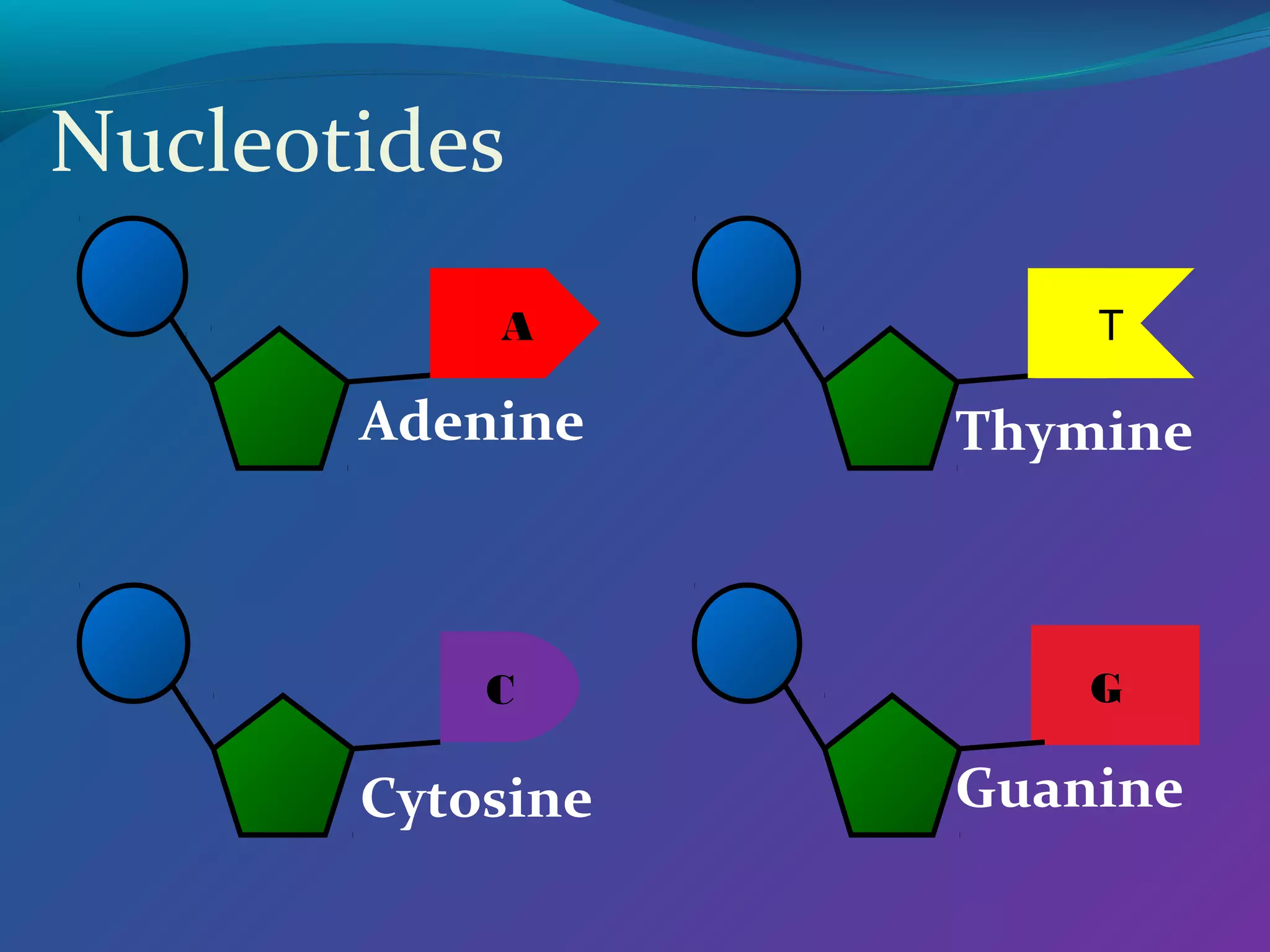 Nucleotides
           A          T

       Adenine    Thymine



           C          G

       Cytosine   Guanine
 
