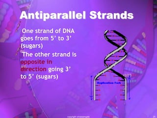 Antiparallel Dna structure | PPT