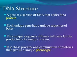 DNA Structure
A gene is a section of DNA that codes for a
protein.
Each unique gene has a unique sequence of
bases.
This unique sequence of bases will code for the
production of a unique protein.
It is these proteins and combination of proteins
that give us a unique phenotype.
 