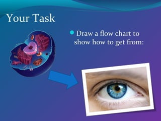 Your Task
Draw a flow chart to
show how to get from:
 