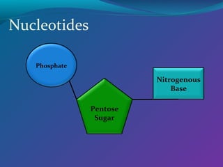 Nucleotides
Phosphate
Pentose
Sugar
Nitrogenous
Base
 