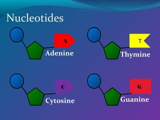 Nucleotides
A
Adenine
T
Thymine
G
Guanine
C
Cytosine
 