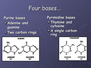 Dna structure | PPT
