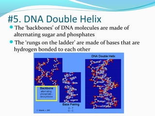 The ‘backbones’ of DNA molecules are made of
alternating sugar and phosphates
The ‘rungs on the ladder’ are made of bases that are
hydrogen bonded to each other
#5. DNA Double Helix
 