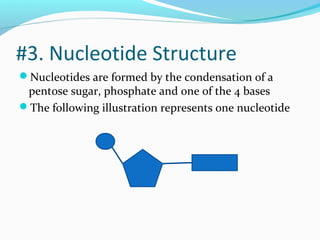 #3. Nucleotide Structure
Nucleotides are formed by the condensation of a
pentose sugar, phosphate and one of the 4 bases
The following illustration represents one nucleotide
 