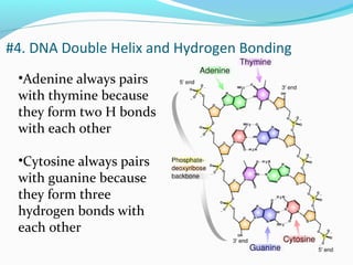 •Adenine always pairs
with thymine because
they form two H bonds
with each other
•Cytosine always pairs
with guanine because
they form three
hydrogen bonds with
each other
#4. DNA Double Helix and Hydrogen Bonding
 