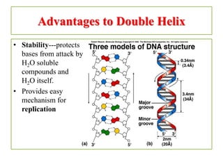 Dna structure | PPTX