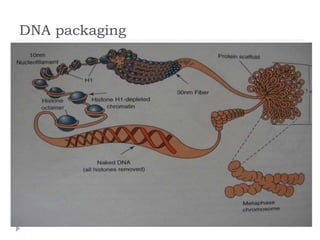 DNA structure, the bonds involved and it seperation | PPTX