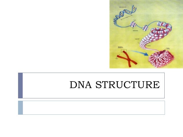 dna structure the bonds involved and it seperation dna bonds