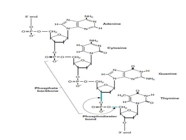 dna structure the bonds involved and it seperation dna bonds