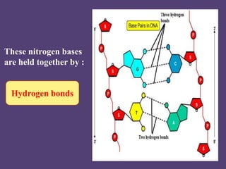 These nitrogen bases
are held together by :
Hydrogen bonds
 