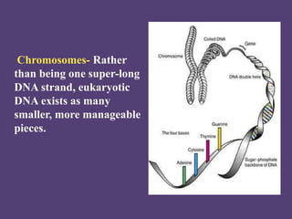 Chromosomes- Rather
than being one super-long
DNA strand, eukaryotic
DNA exists as many
smaller, more manageable
pieces.
 