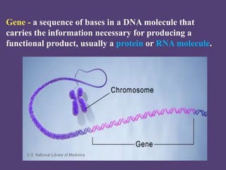 Gene - a sequence of bases in a DNA molecule that
carries the information necessary for producing a
functional product, us...