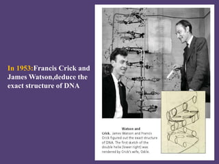 In 1953:Francis Crick and
James Watson,deduce the
exact structure of DNA
 
