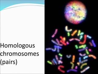 DNA structure | PPT