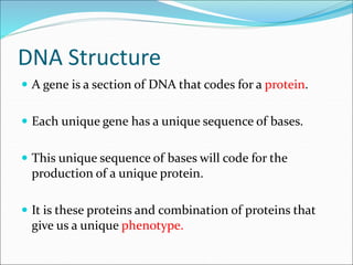 DNA Structure
 A gene is a section of DNA that codes for a protein.
 Each unique gene has a unique sequence of bases.
 ...