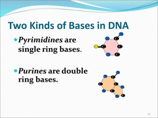 Two Kinds of Bases in DNA
Pyrimidines are
single ring bases.
Purines are double
ring bases.
13
C
C
C
C
N
N
O
N
C
C
C
C
N...