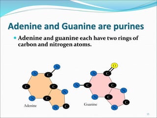 Adenine and Guanine are purines
 Adenine and guanine each have two rings of
carbon and nitrogen atoms.
15
C
C
C
C
N
N
N
A...