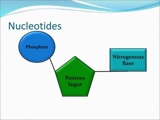 Nucleotides
Phosphate
Pentose
Sugar
Nitrogenous
Base
 