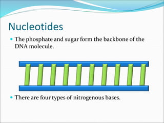 Nucleotides
 The phosphate and sugar form the backbone of the
DNA molecule.
 There are four types of nitrogenous bases.
 