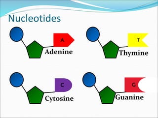 Nucleotides
A
Adenine
T
Thymine
G
Guanine
C
Cytosine
 