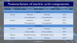 Basics of DNA Structure | PDF