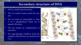 • DNA is a double helical structure.
• The two strands wound around the same
axis.
• The two stands are anti-parallel, i.e...