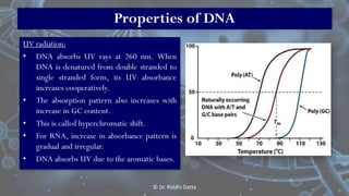 UV radiation:
• DNA absorbs UV rays at 260 nm. When
DNA is denatured from double stranded to
single stranded form, its UV ...