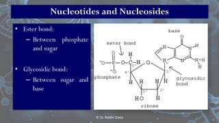 © Dr. Riddhi Datta
Nucleotides and Nucleosides
• Ester bond:
– Between phosphate
and sugar
• Glycosidic bond:
– Between su...