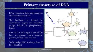 • DNA consists of two long polymers
of deoxyribonucleotides.
• The backbone is formed by
deoxyribose (sugar) and phosphate...