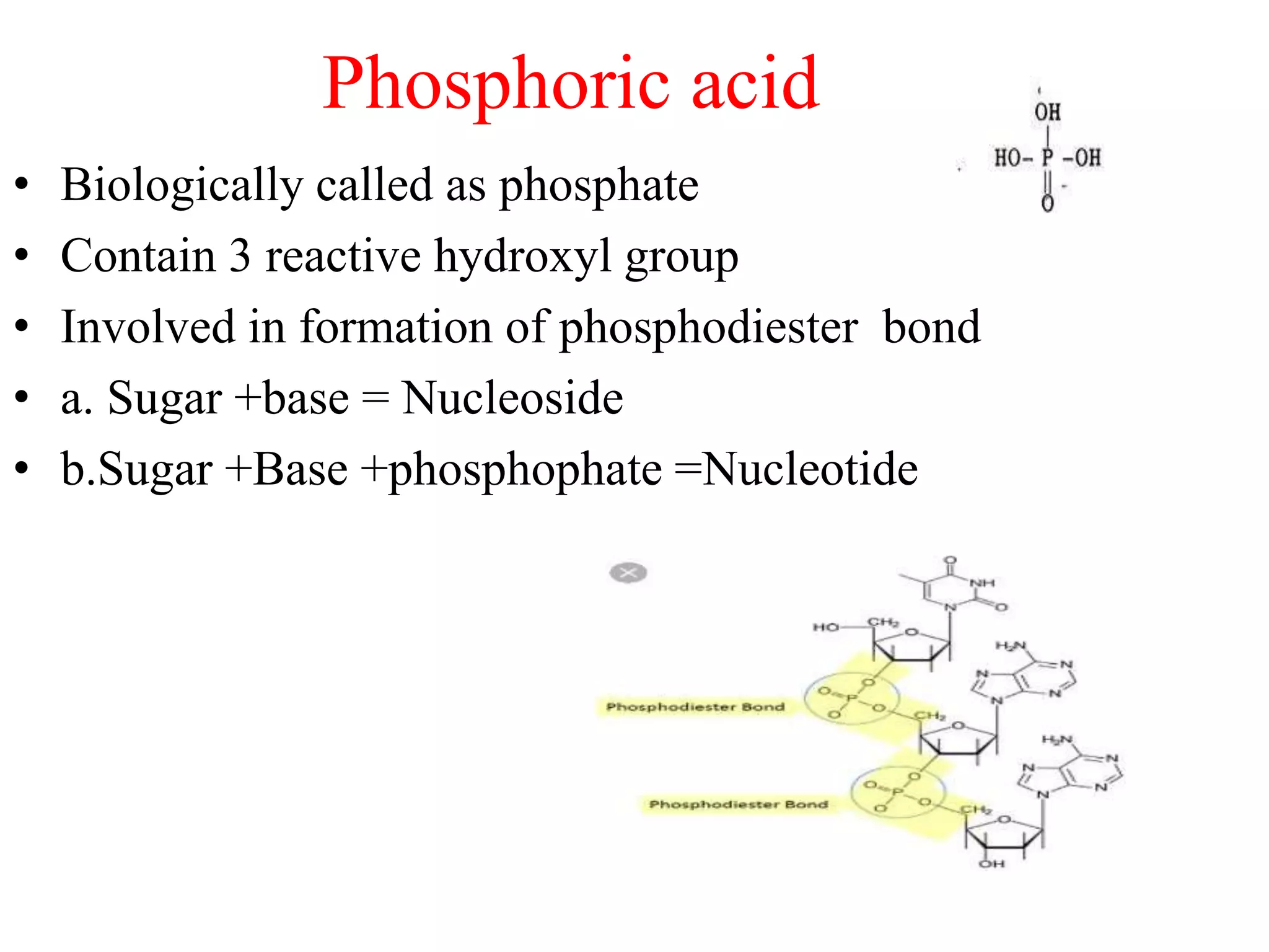 Phosphoric acid
• Biologically called as phosphate
• Contain 3 reactive hydroxyl group
• Involved in formation of phosphodiester bond
• a. Sugar +base = Nucleoside
• b.Sugar +Base +phosphophate =Nucleotide
 