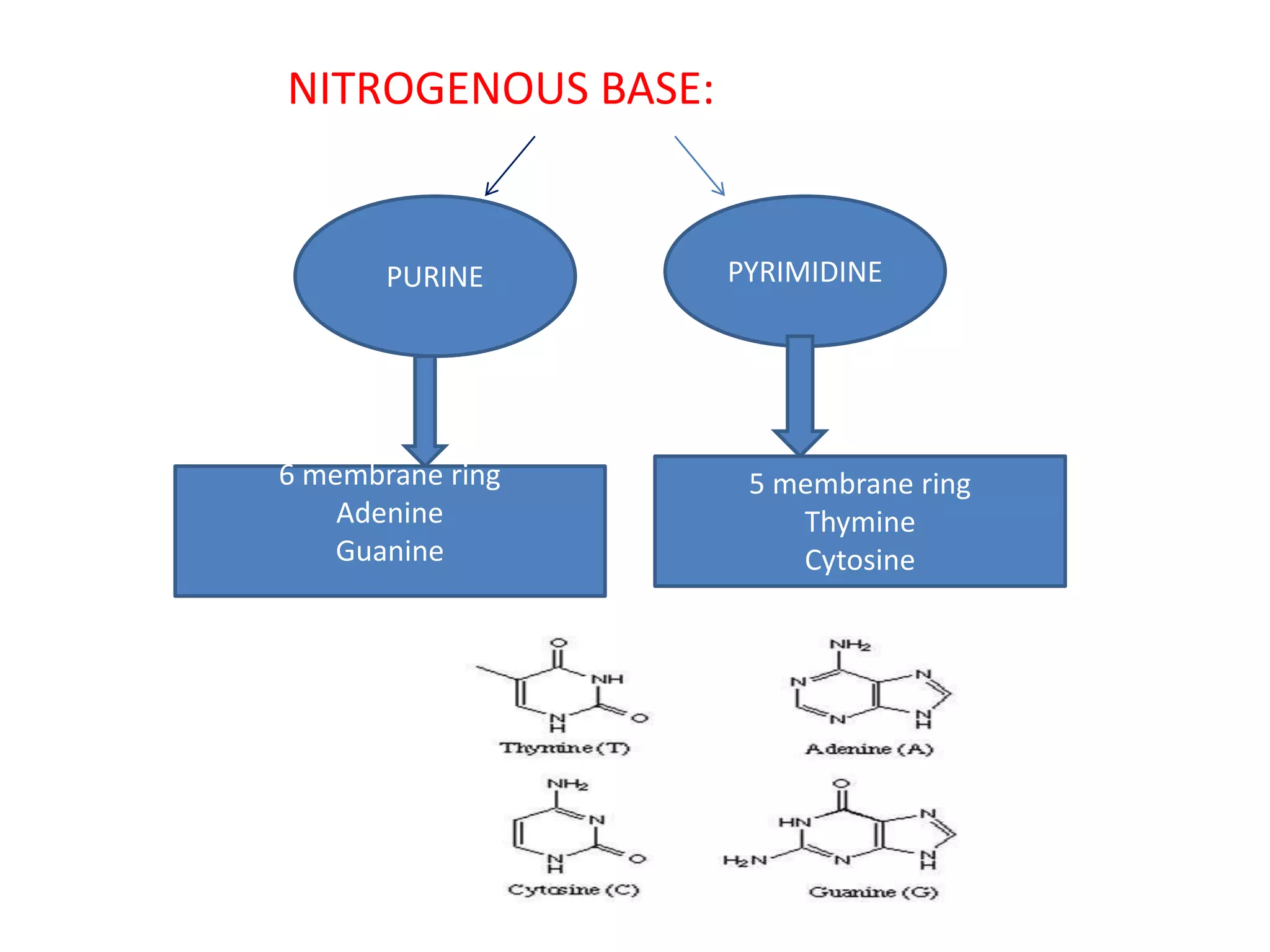 NITROGENOUS BASE:
PURINE PYRIMIDINE
6 membrane ring
Adenine
Guanine
5 membrane ring
Thymine
Cytosine
 