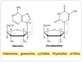 Adenosine, guanosine, cytidine, thymidine, uridine
 