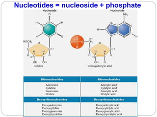Nucleotides = nucleoside + phosphate
 