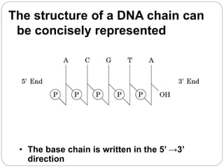 The structure of a DNA chain can
be concisely represented
• The base chain is written in the 5’ →3’
direction
 