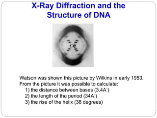 X-Ray Diffraction and the
Structure of DNA
Watson was shown this picture by Wilkins in early 1953.
From the picture it was...