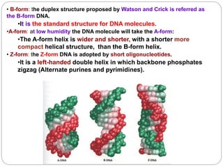 • B-form: the duplex structure proposed by Watson and Crick is referred as
the B-form DNA.
•It is the standard structure f...