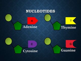 NUCLEOTIDES
A
Adenine
T
Thymine
G
Guanine
C
Cytosine
 
