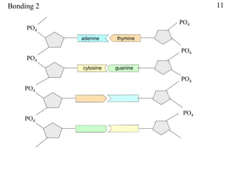 PO4
PO4
PO4
thymine
PO4
PO4
PO4
PO4
adenine
cytosine
PO4
guanine
Bonding 2 11
 