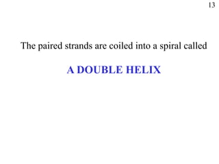 The paired strands are coiled into a spiral called
A DOUBLE HELIX
13
 