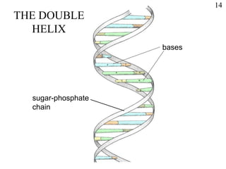 sugar-phosphate
chain
bases
THE DOUBLE
HELIX
14
 